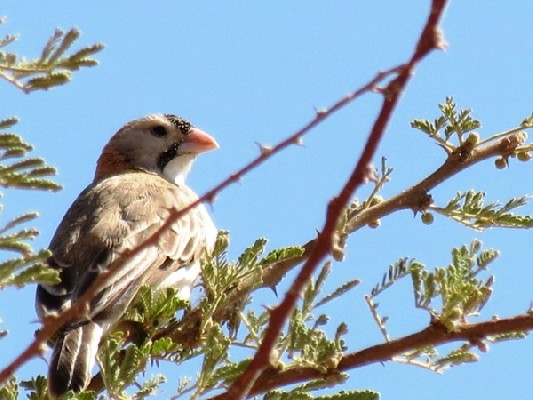 Speckle-fronted weaver