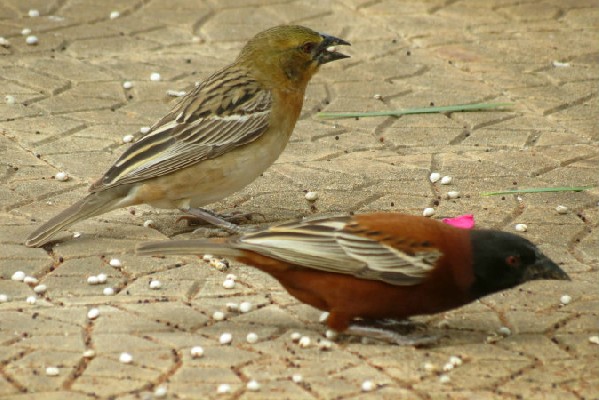 Chestnut weaver pair