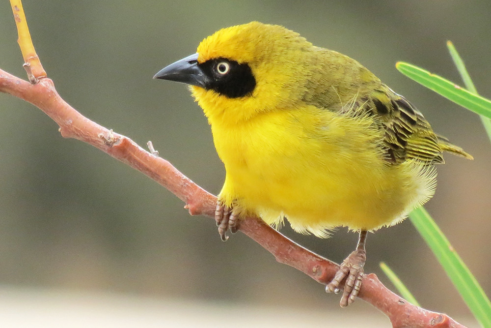 Baglafecht Weaver
