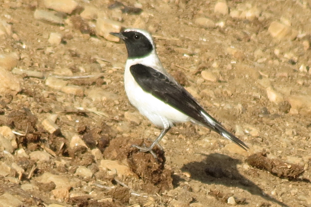 Eastern Black-eared Wheatear