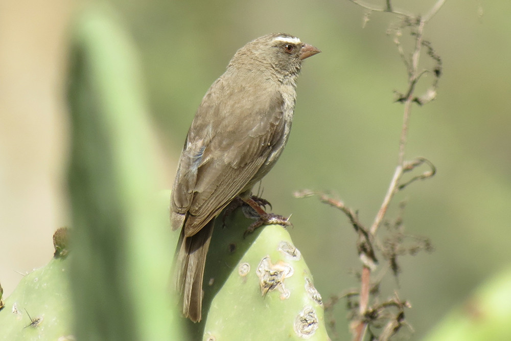 Brown-rumped Seedeater