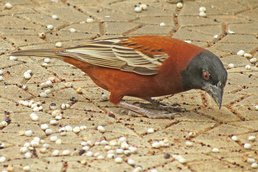 Chestnut Weaver