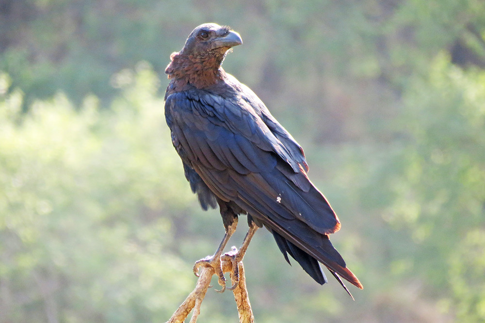 Somali Crow
