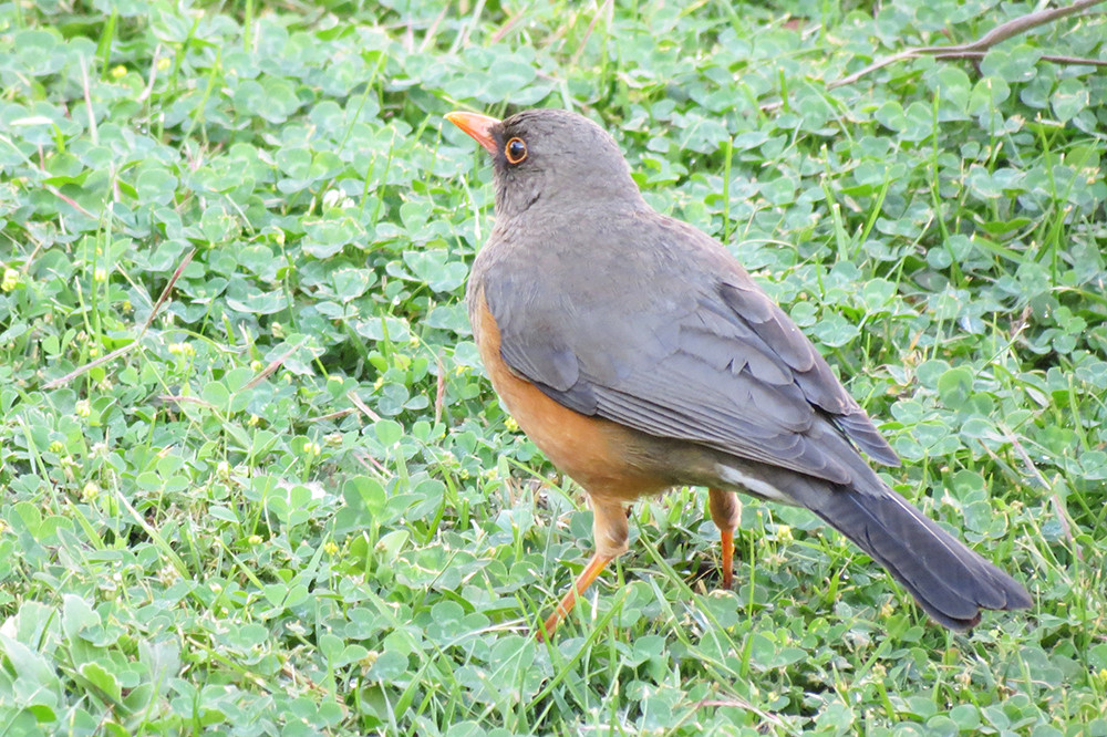 Ethiopian Thrush