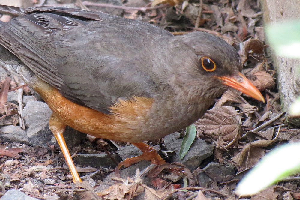 Ethiopian Thrush
