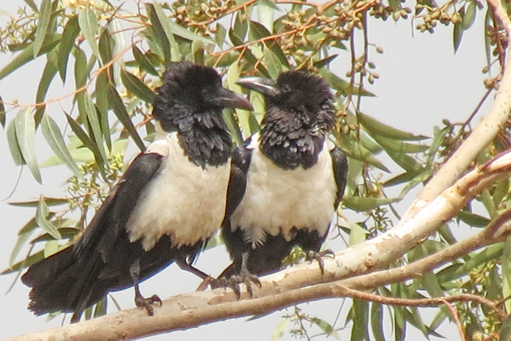 Pied Crow
