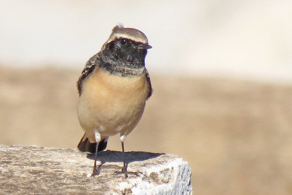 Pied Wheatear
