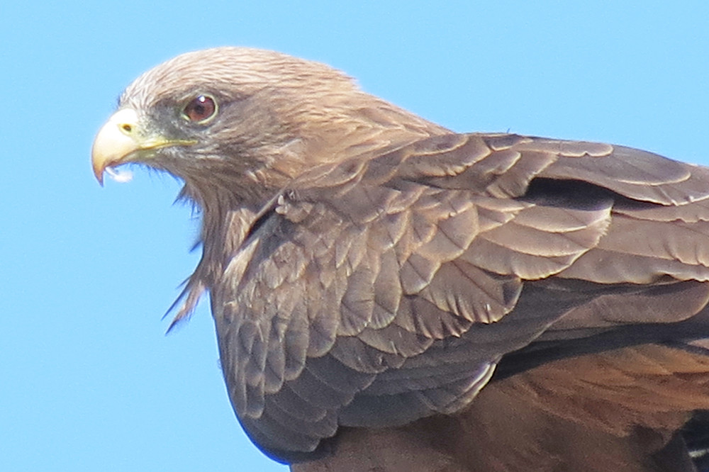 Yellow-billed Kite