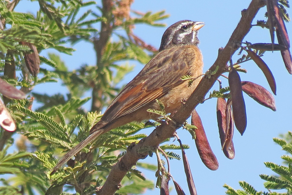 Cinnamon-breasted Bunting