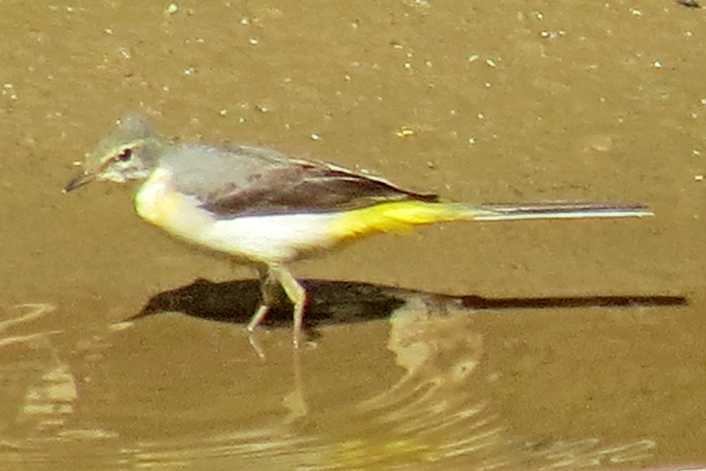 Grey Wagtail