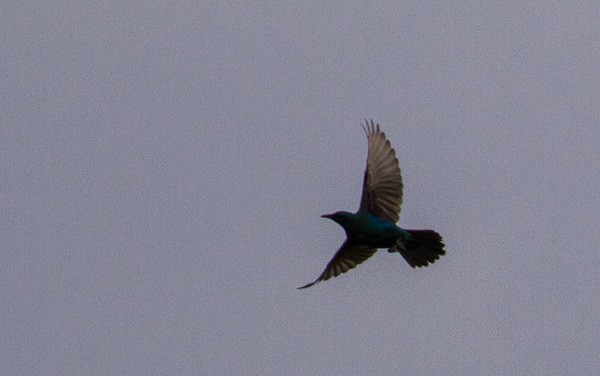 Sharp-tailed Starling