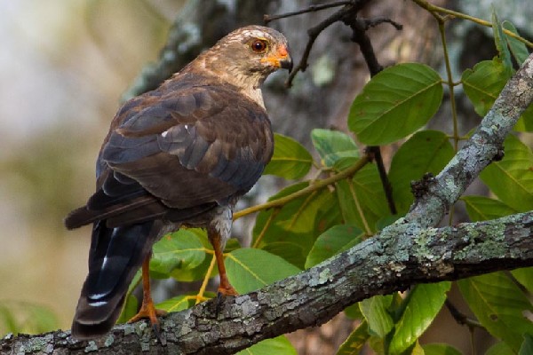 Adult Ovampo Sparrowhawk