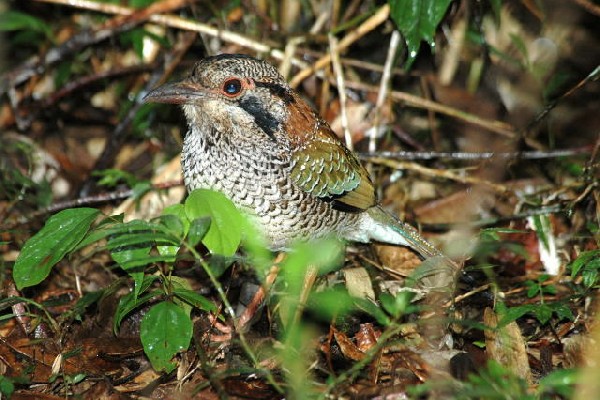 Scaled Ground Roller