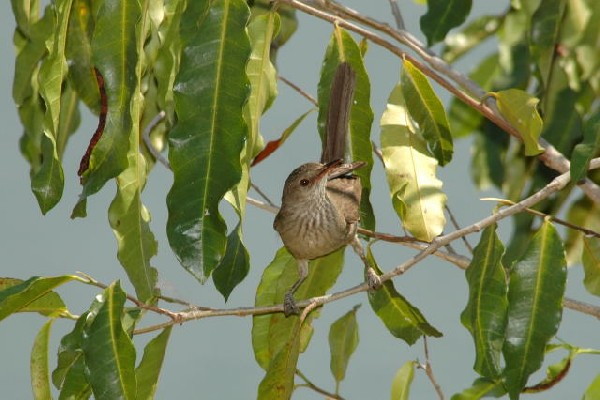 Madagascar Swamp Warbler