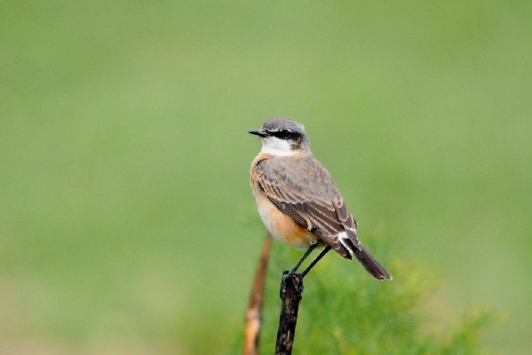 Rusty-breasted Wheatear
