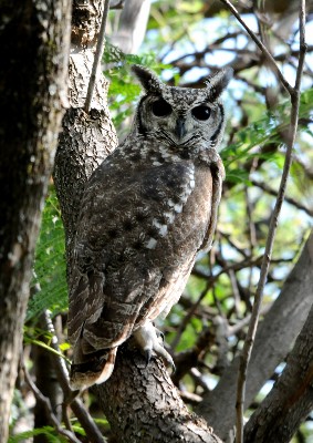 Greyish Eagle Owl