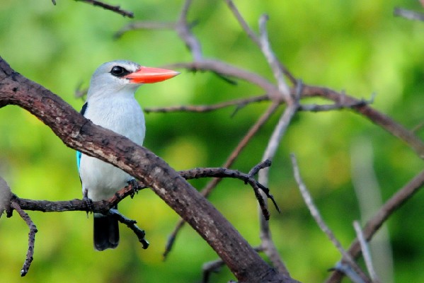 Mangrove Kingfisher