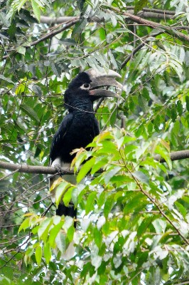 White-thighed Hornbill