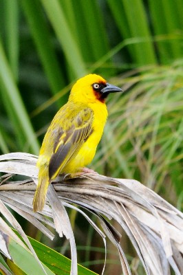Northern brown-throated Weaver