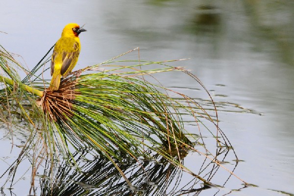 Northern brown-throated Weaver