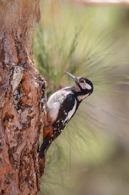 Great Spotted Woodpecker, canariensis
