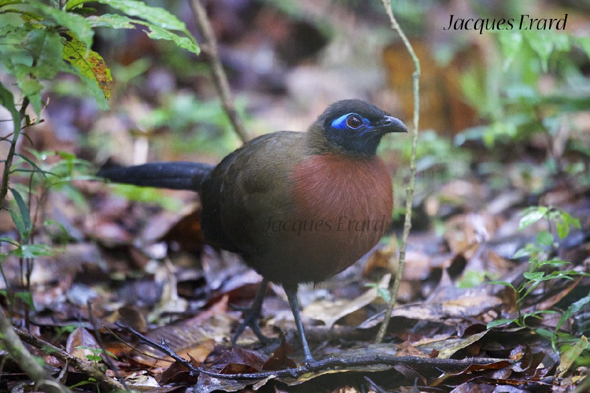 Red-breasted Coua