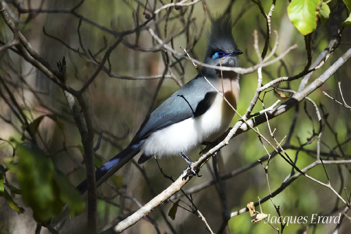 Crested Coua
