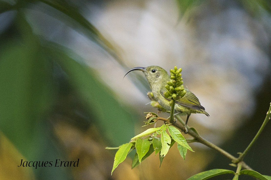 Common Sunbird-Asity