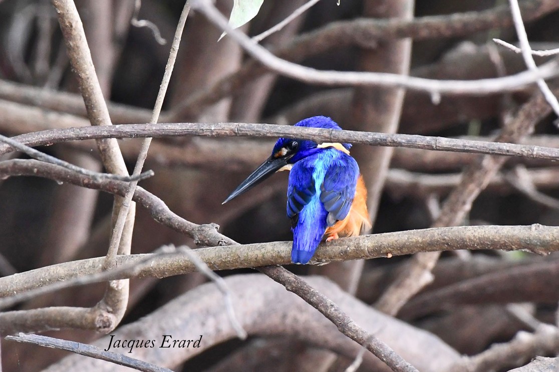 Shinning-blue Kingfisher