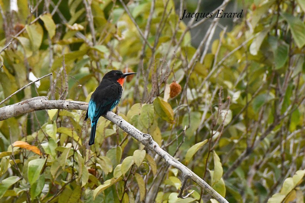 Black-Bee-eater