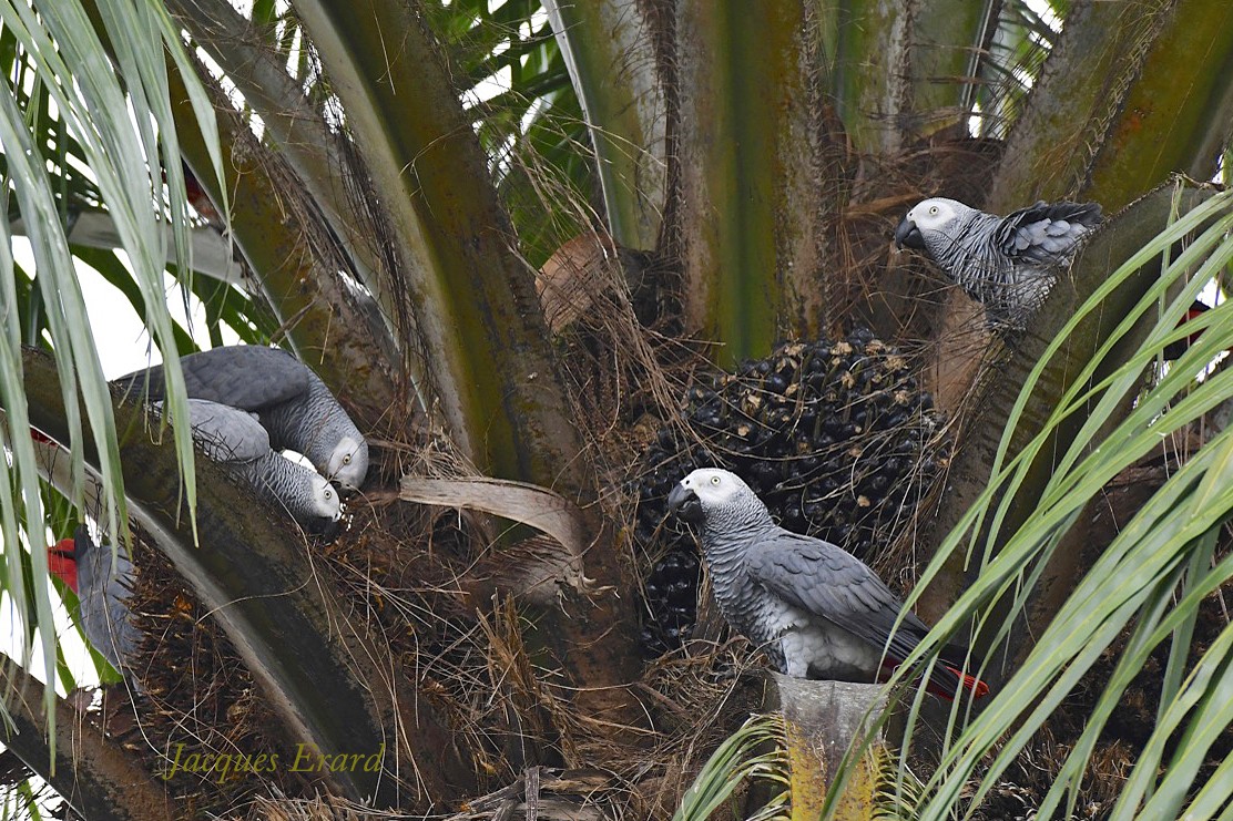 Grey Parrots feeding