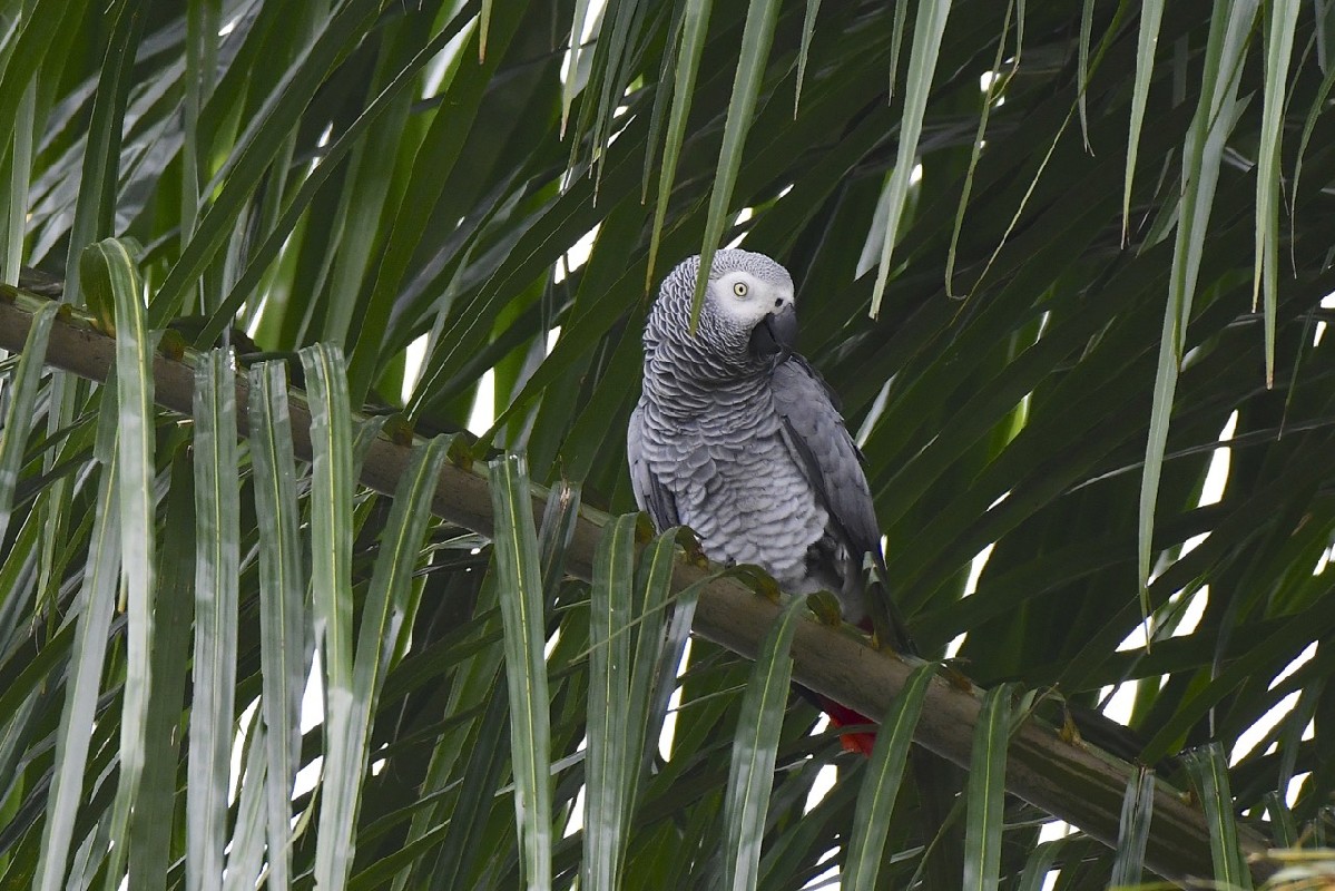 Grey Parrots