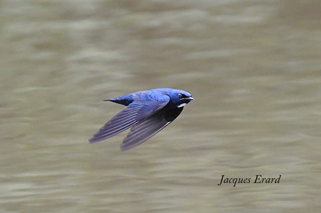 White-hroated Blue Swallow