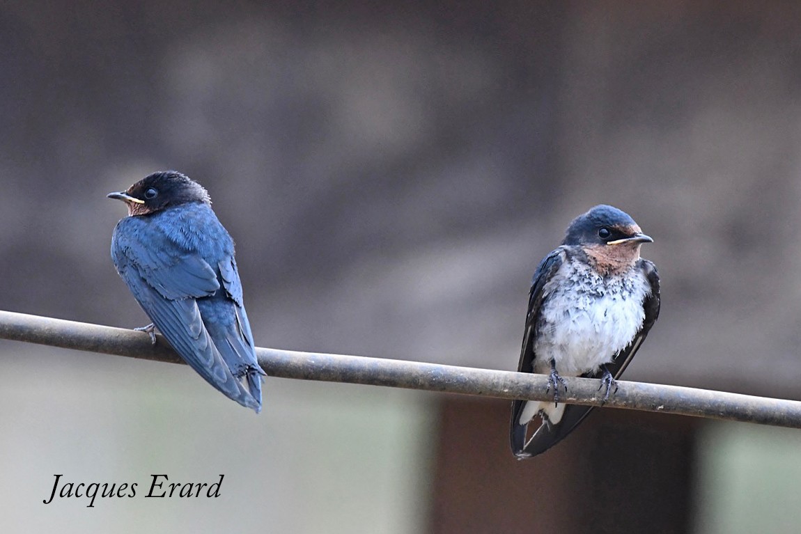 Red-chested Swallow,