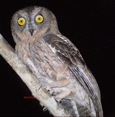 Torotoroka Scops Owl