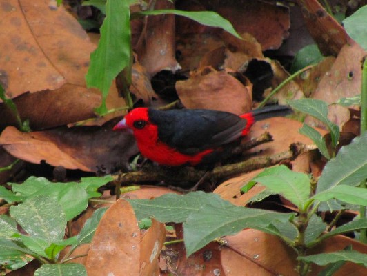 First record of Grant's Bluebill for the Dzanga-Ndoki National Park, Central African Republic