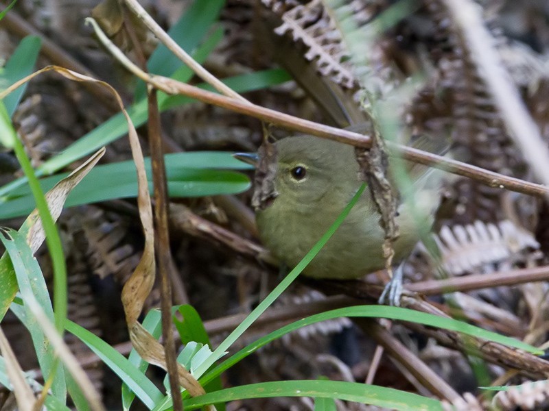 Anjouan Brush Warbler