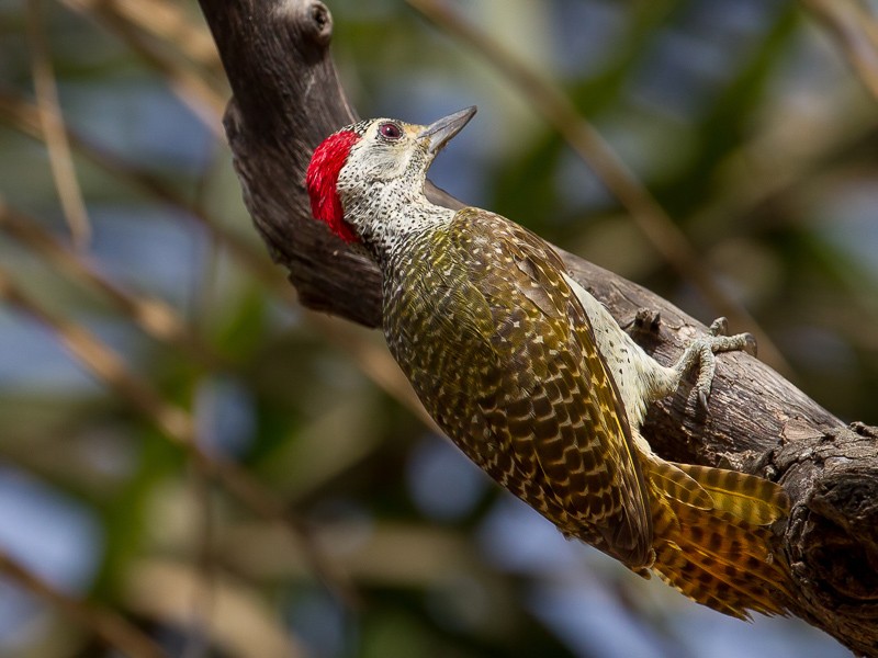 Fine-spotted Woodpecker