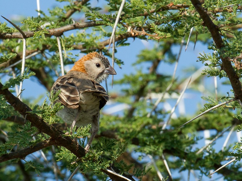 Speckle-fronted weaver
