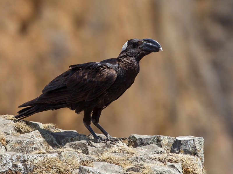 Thick-billed Raven