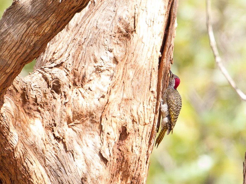Reichenow's Woodpecker
