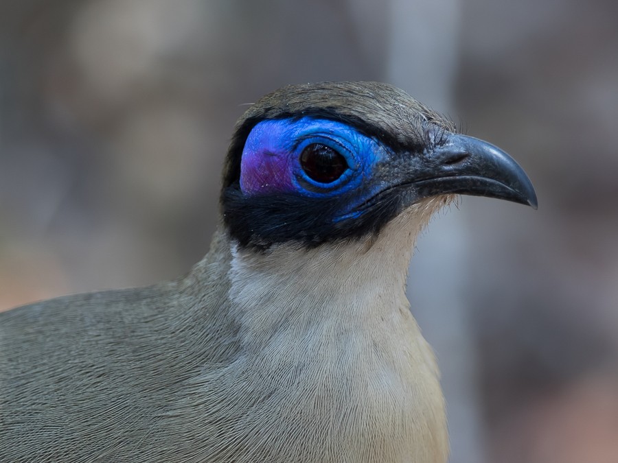 Giant Coua