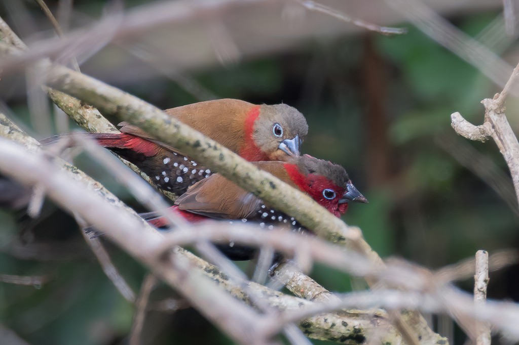 Red-throated Twinspot