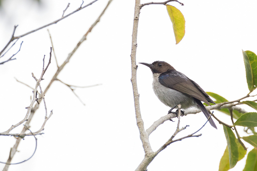 Uluguru Violet-backed Starling