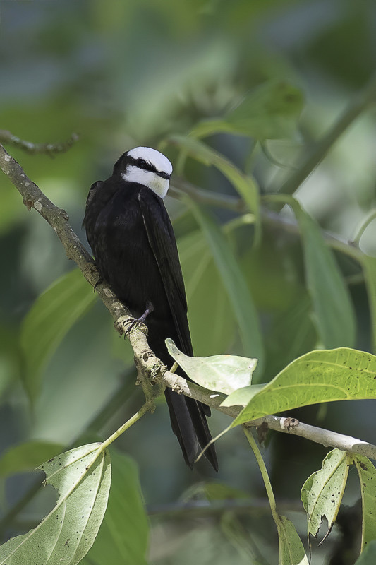 White-headed Saw-wing