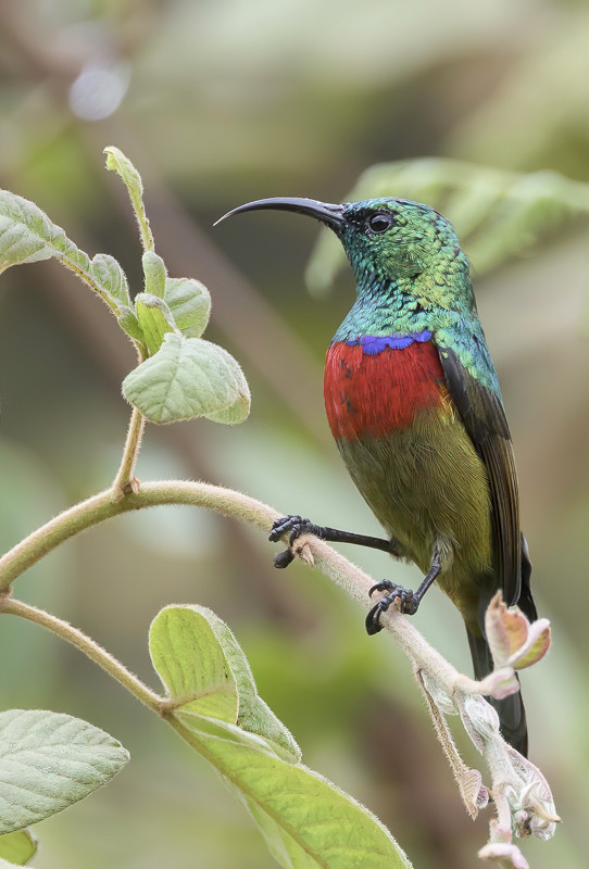 Forest Double-collared Sunbird