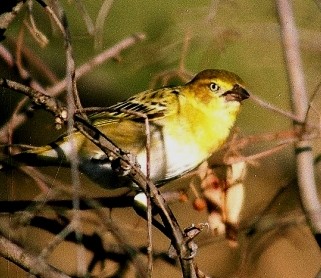 Lesser Masked Weaver