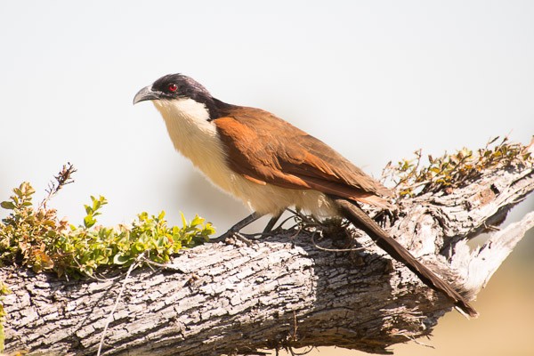 Coppery-tailed Coucal at Linyanti