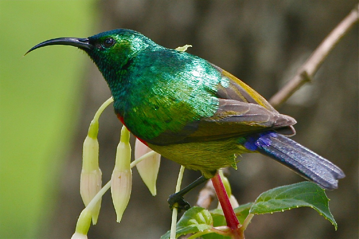 Forest Double-collared Sunbird (ssp bensoni), adult male in breeding plumage on Zomba Plateau.  
