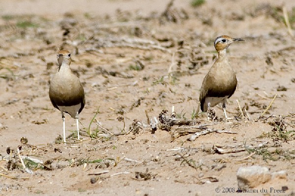 Burchell's Coursers